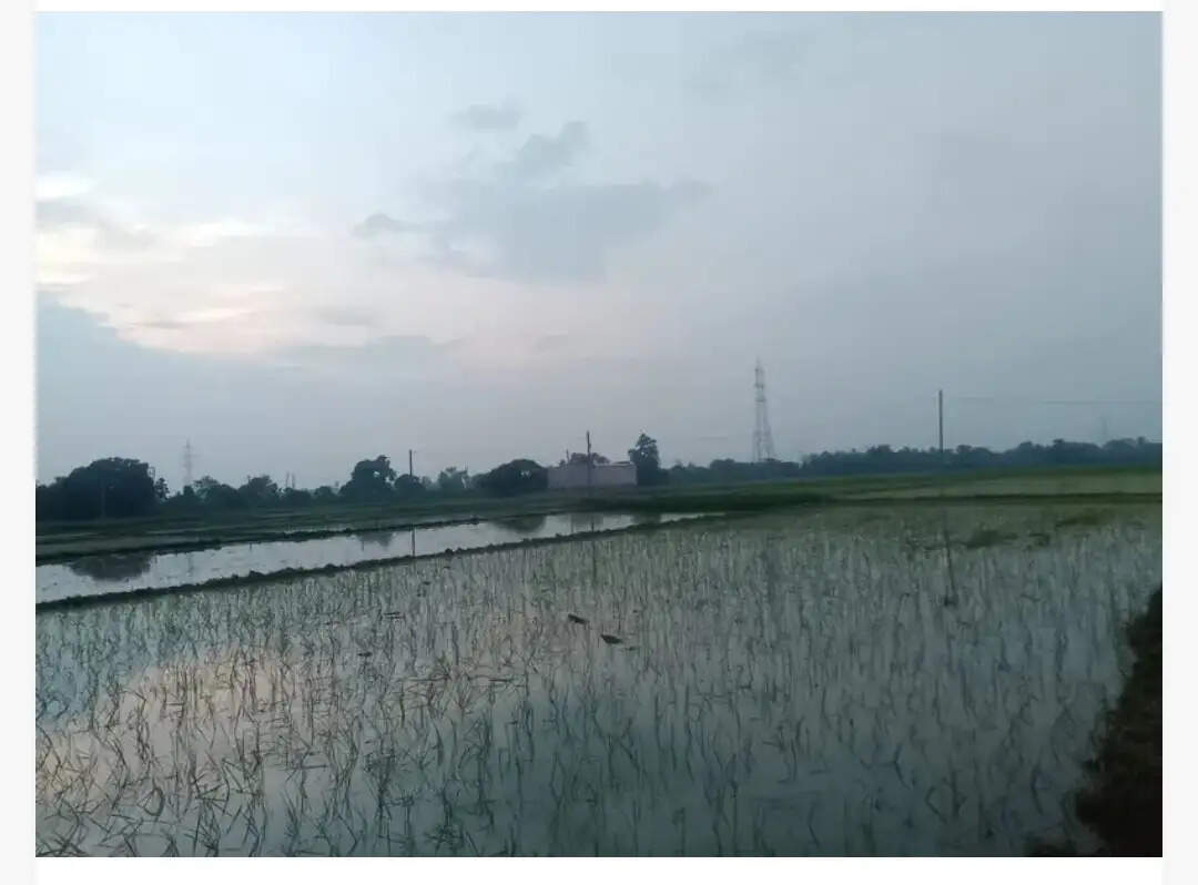नालंदा जिले में अच्छी बारिश से लहलहाए खेत, 95 प्रतिशत धान रोपाई का रिकॉर्ड