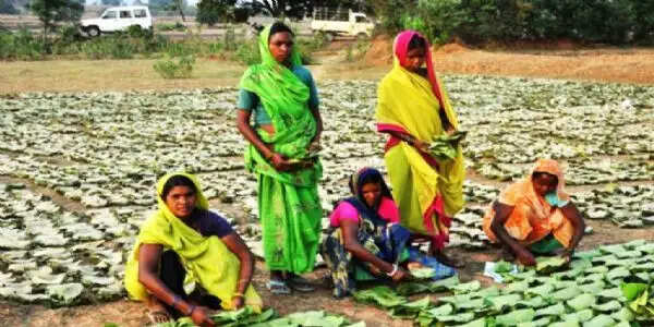 छत्तीसगढ़ में तेंदूपत्ता का समर्थन मूल्य देश में सर्वाधिक