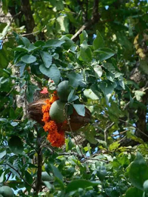 बस्तर दशहरा में बेल नेवता पूजा विधान के बाद 18 अक्टूबर को हाेगा बेल पूजा विधान