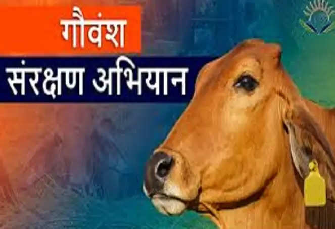 मुख्यमंत्री निराश्रित गोवंश सहभागिता योजना: झांसी मंडल में 21 हजार से अधिक गोवंश संरक्षित