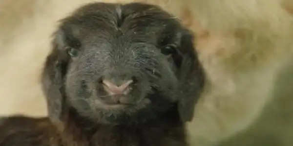 चीन में दुनिया की पहली क्लोन तिब्बती भेड़ का जन्म होने का दावा