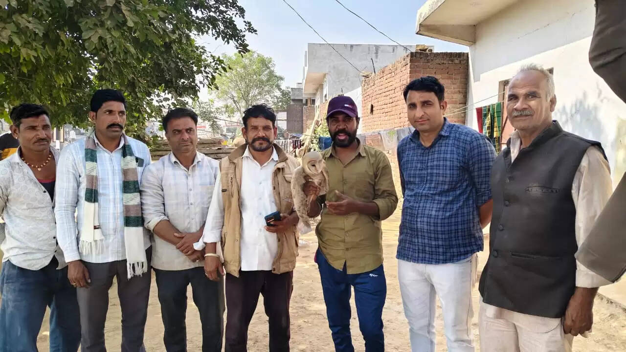 खेत में घायल मिला 'बार्न आउल', पंख हो गया था क्षतिग्रस्त, रेस्क्यू कर वन विभाग को सौंपा