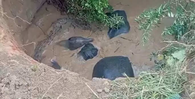 छत्तीसगढ़ : बलौदाबाजार जिले के हरदी गांव में चार हाथियों का दल कुएं में गिरा ,रेस्क्यू अभियान जारी