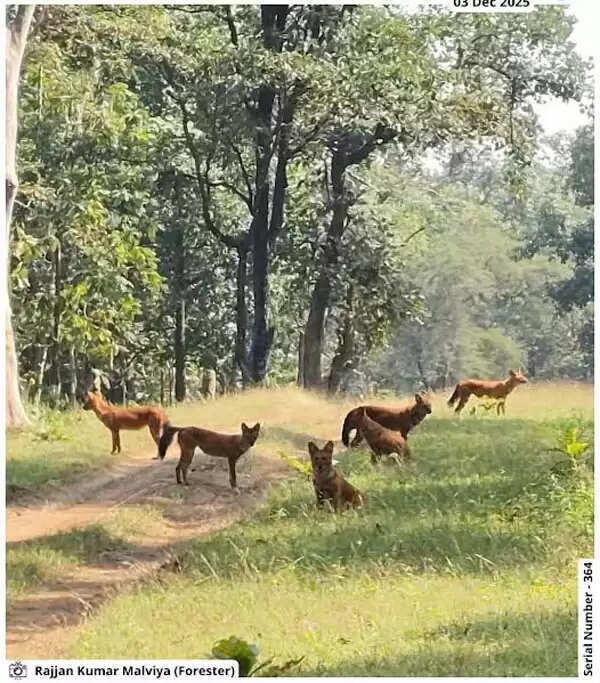 सिवनीः जंगल, फ्रॉम द आइज़ ऑफ जंगलवाला श्रृंखला का अगला पोस्टर जारी