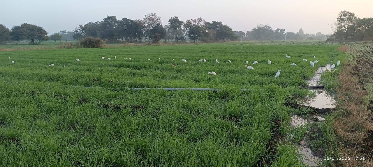 राजगढ़ःधुं आ,हल्की सिंचाई कर पाले से फसलों का बचाव की सलाह