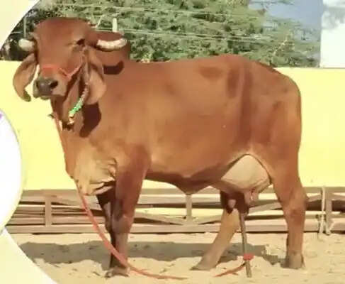 गोपालन से बदलेगी किस्मत, 28 लाभार्थियों को मिलेगा 80 हजार रुपये का अनुदान