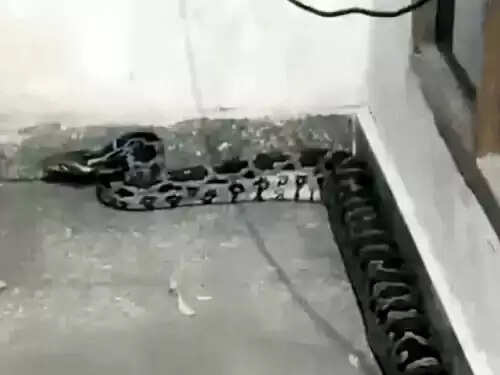 फरीदाबाद में सैनिक कॉलोनी के घर में घुसा तीन फुट का अजगर, रेस्क्यू टीम ने जंगल में छोड़ा