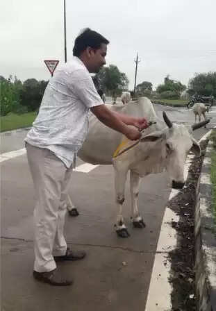 रायपुर : घुमंतू पशुओं के कारण होने वाले दुर्घटनाओं को रोकने विशेष अभियान चलाने के निर्देश