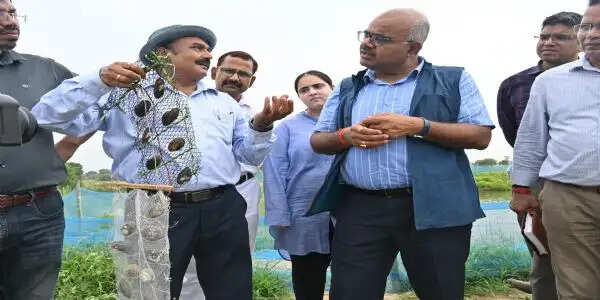 खेत तालाबों में तैयार हो रहे डिजाइनर पर्ल, मत्स्य पालन से भी बढ़ रही किसानों की आय : जिलाधिकारी