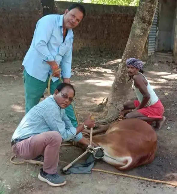 किसानों-पशुपालकों के पालतू मवेशियों के नस्ल सुधार अभियान 15 दिसम्बर तक