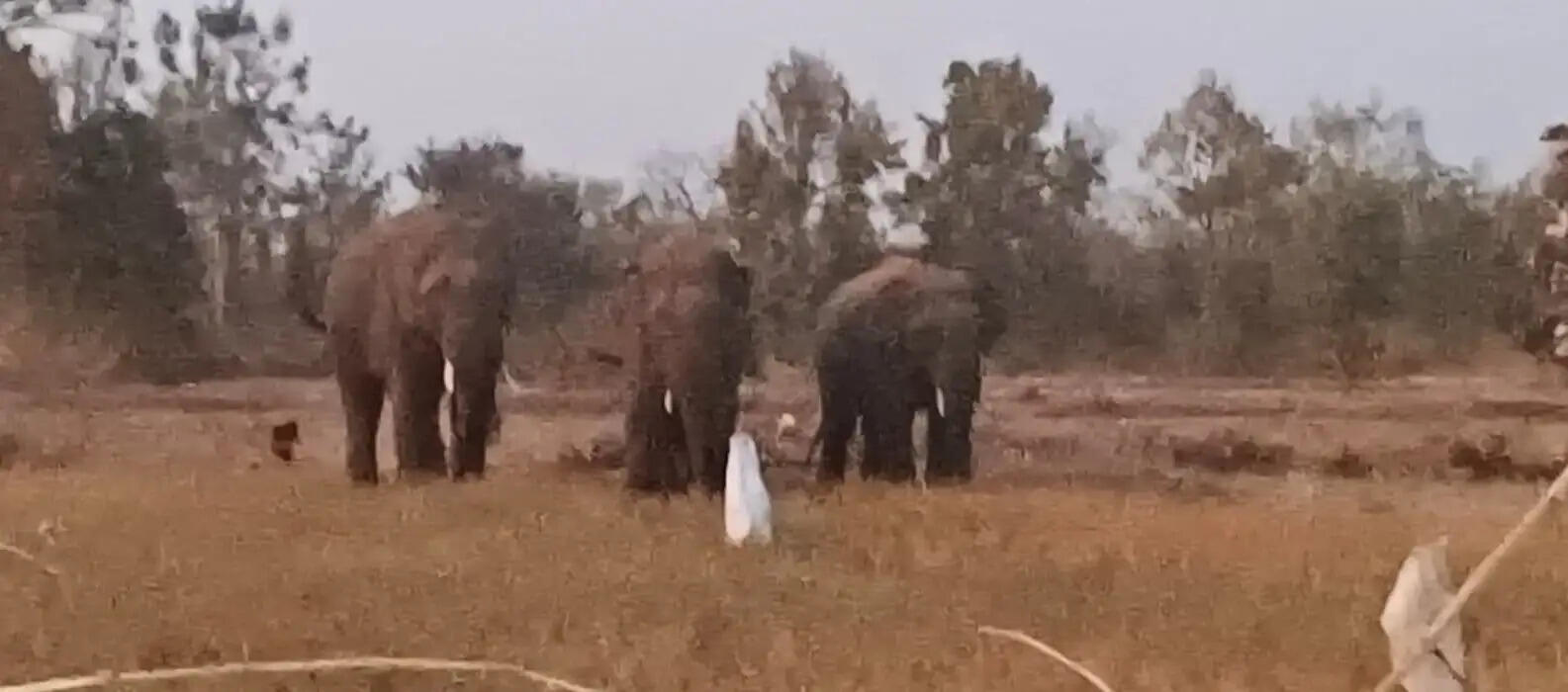 तीन हाथियों का आतंक: जैतहरी क्षेत्र में किसानों की फसलें बर्बाद, ग्रामीणों में बढ़ी नाराजगी