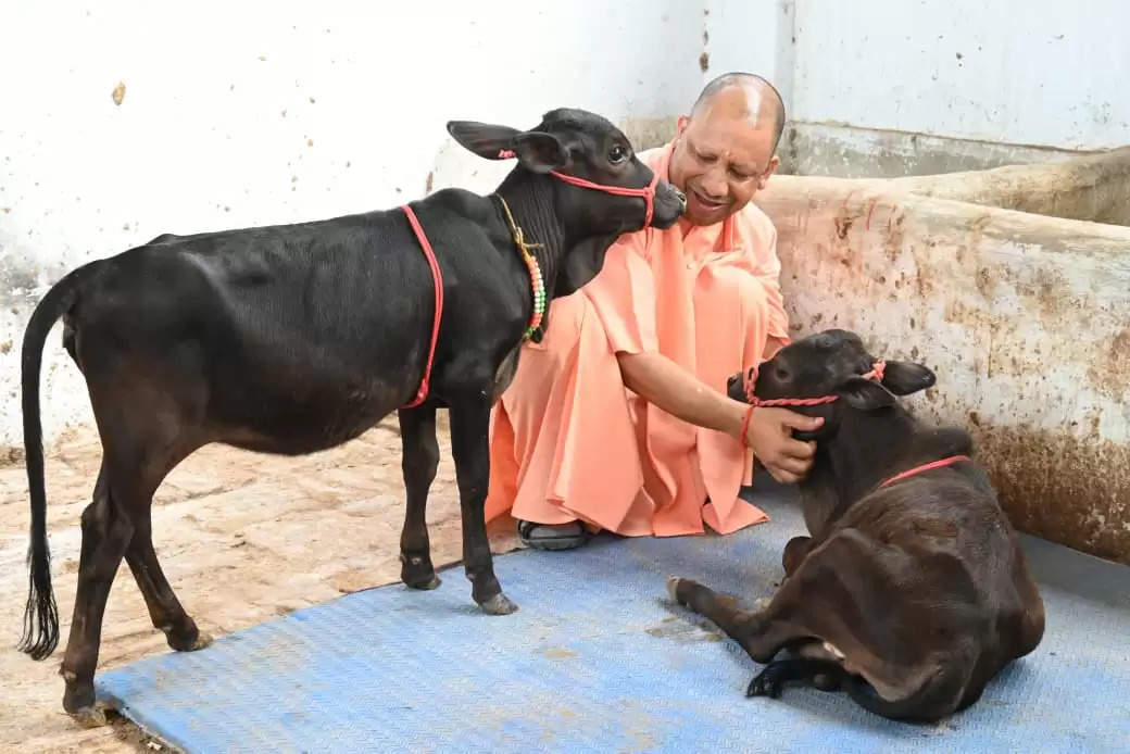 दक्षिण से आए गोवंश को सीएम योगी ने दिया भवानी और भोलू नाम