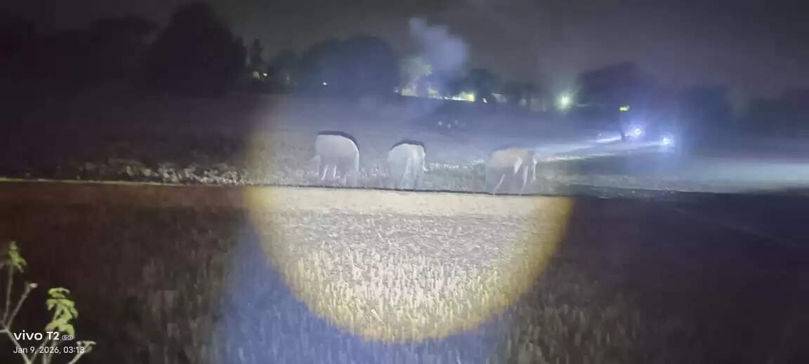 अनूपपुर: कई दिनों बाद जंगल से निकले तीनों हाथी, मटर की फसल को बनाया आहार