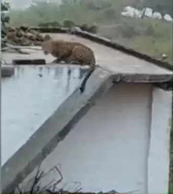 जबलपुर: शहर के नजदीक तेंदुए की दस्तक, छत पर आकर बैठ गया