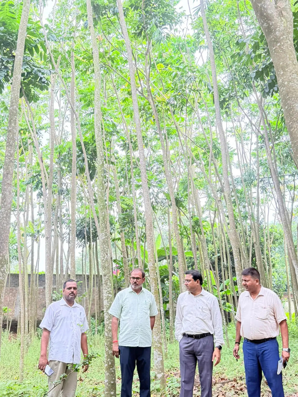 मनरेगा के तहत महोगनी के पेड़ से 40 लाख तक की आय का अनुमान
