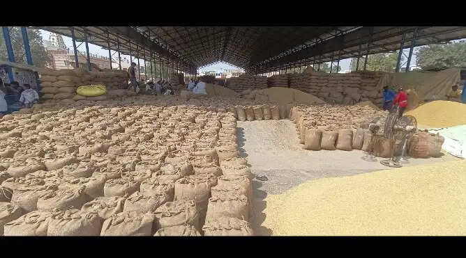 कैथल: बिना बोली खरीदा धान मंडियों में पड़ा, उठान अटका
