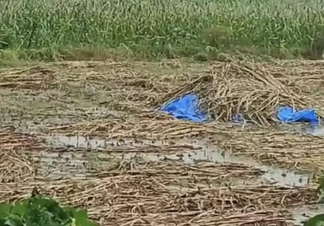 भारी बारिश से फसलों को नुकसान