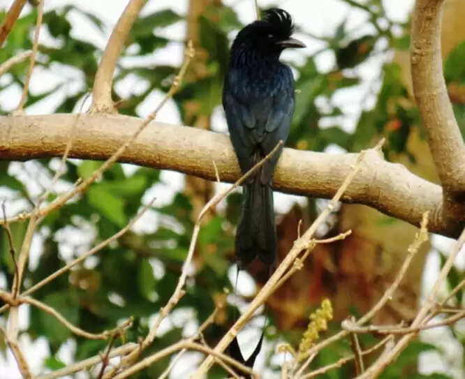 नारायणपुर : अबूझमाड़ का दुर्लभ भृंगराज पक्षी का पंख अबूझमाड़ियों का सरताज