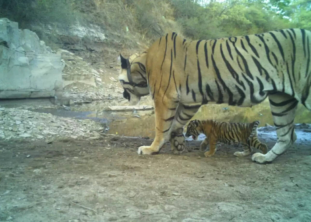 मुकुंदरा टाइगर रिजर्व में पहली बार जन्मा बाघ शावक, वन्यजीव प्रेमियों में खुशी की लहर