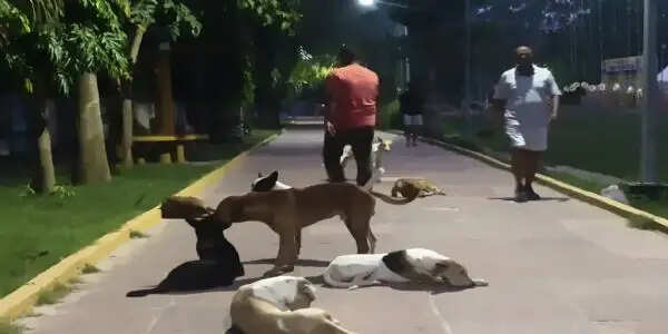 कागजों पर दौड़ रहा 'डॉग कैचर' वाहन: टेंडर के बाद भी सैंडिस कंपाउंड और शहर के चौराहों पर आवारा कुत्तों का राज