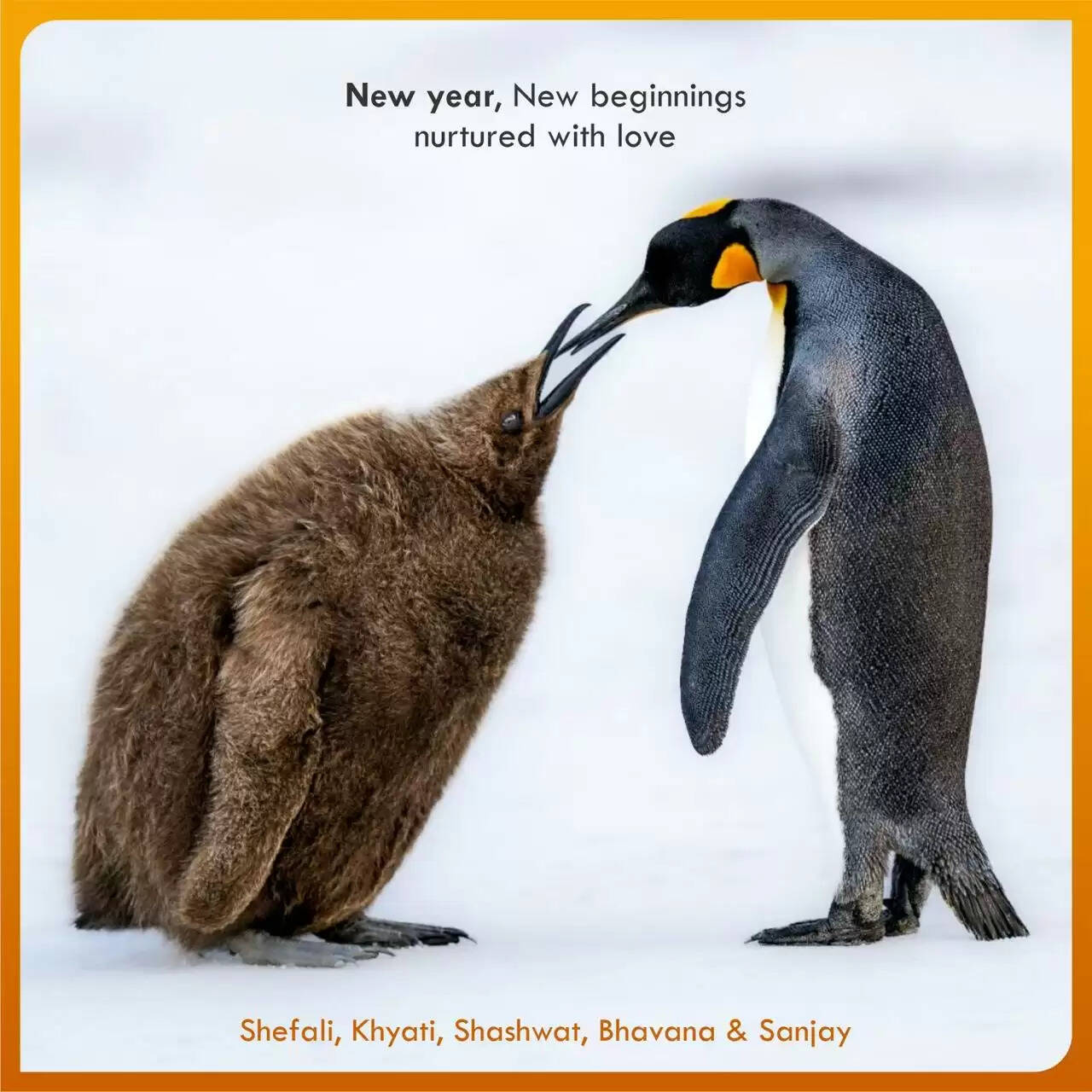 मप्र : ध्रुवीय क्षेत्रों के पक्षी’ ई-कैलेंडर का विमोचन