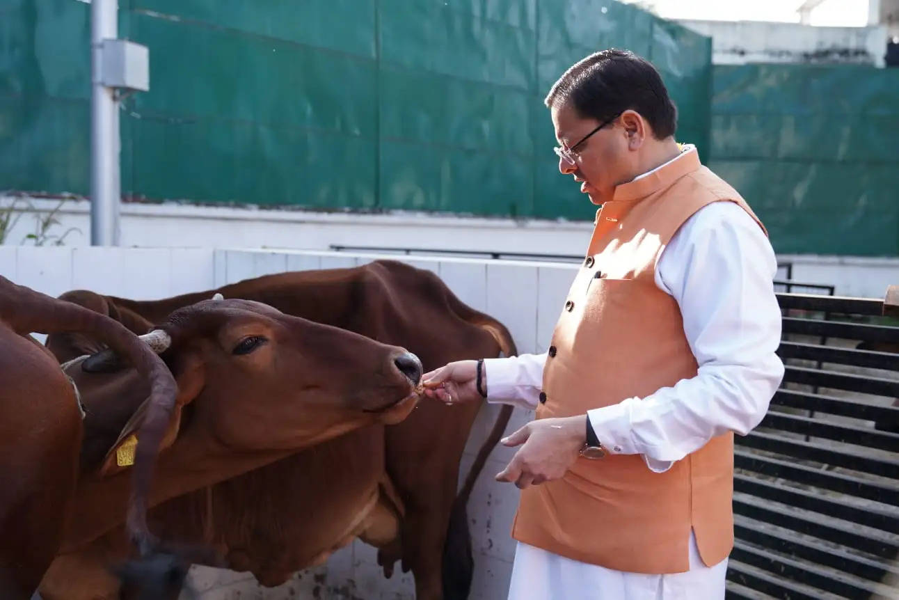 मुख्यमंत्री धामी ने की गायों की पूजा