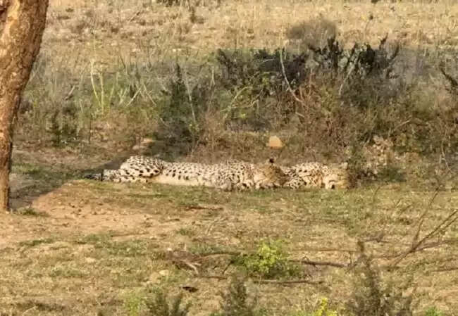 मप्र के कूनो राष्ट्रीय उद्यान के जंगल से सड़क पर आए दो चीतों में से एक को अज्ञात वाहन ने कुचला, मौत