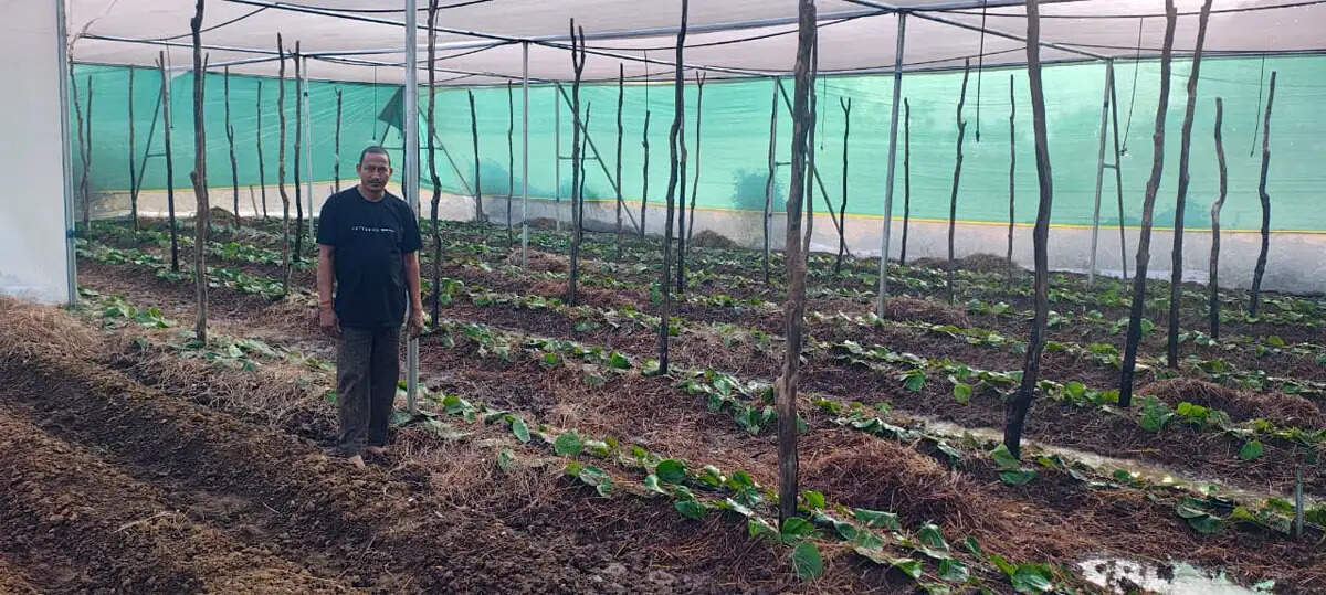 रायपुर : पान की विलुप्त होती खेती को नया जीवन, छुईखदान में पान अनुसंधान केन्द्र की स्थापना