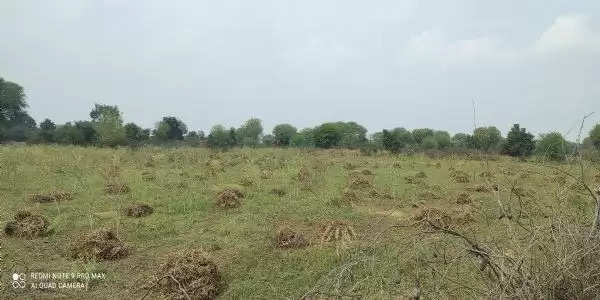 बेमौसम बारिश एवं ओलावृष्टि से बर्बाद हुई फसलों का जिलाधिकारी ने लिया जायजा