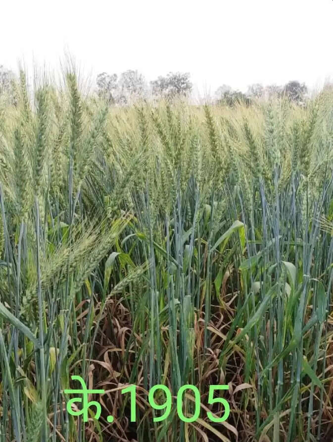 सीएसए के वैज्ञानिकों ने विकसित की गेहूं की के-1910 व के-1905 प्रजाति