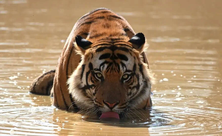 मध्य प्रदेश के बांधवगढ़ टाइगर रिजर्व के बफर जोन में हरियाली से लगा सैलानियों का मेला