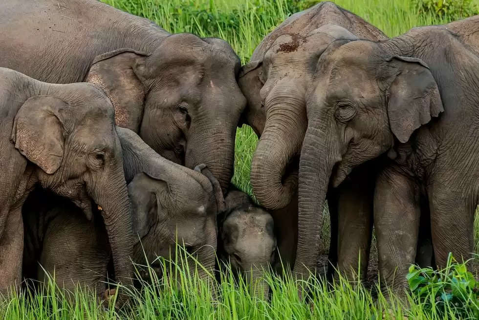 वाल्मीकिनगर :नेपाली हाथी गांव के सरेहों में पहुंचकर किये तांडव, बर्बाद किया फसल