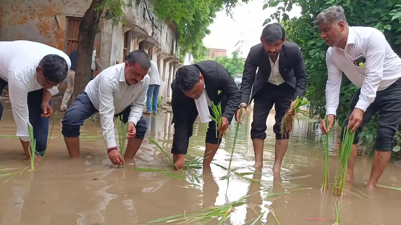 सदर तहसील में बारिश से जलभराव,अधिवक्ताओं ने धान की रोपाई कर किया विरोध