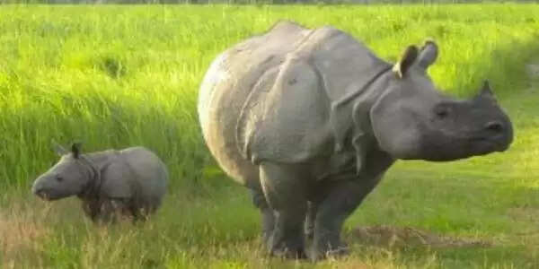 यूपी में गैंडों के संरक्षण और अवैध शिकार पर रोक के लिए चलेगा अभियान