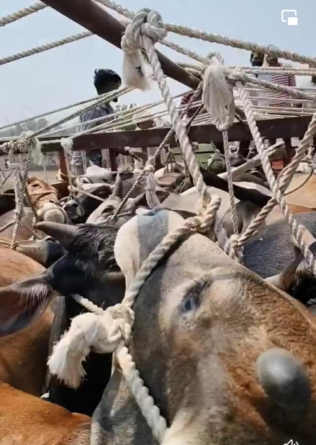 अशोकनगर: 55 गौवंश से भरा ट्रक पकड़ा, आक्रोशित ग्रामीणों ने पचास मृत गौवंश को सडक़ पर बिछाया