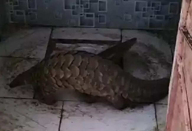मप्र के रतलाम में मिला दुर्लभ जीव पैंगोलिन, वन विभाग ने किया रेस्क्यू