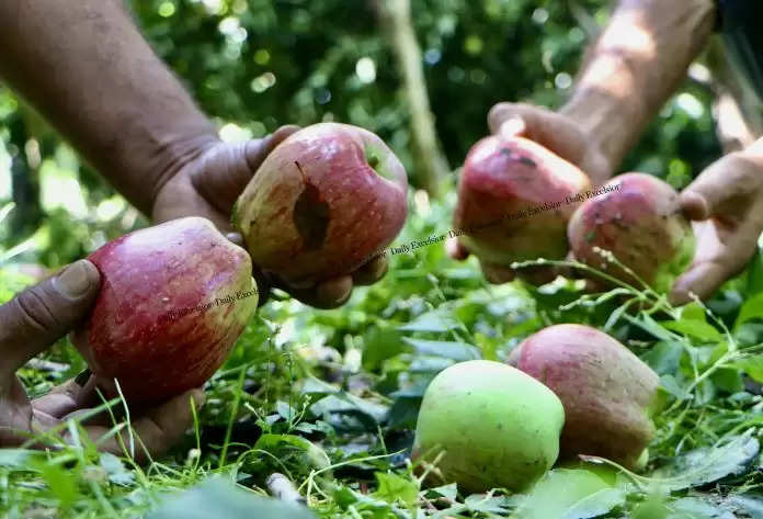 कुलगाम में भीषण ओलावृष्टि और तेज हवाओं के कारण कई गांवों में सेब की फसल को व्यापक नुकसान