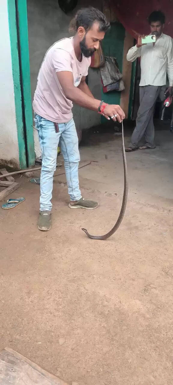 कोबरा के डसने से 11 वर्षीय बालिका की मौत, घर में मचा कोहराम