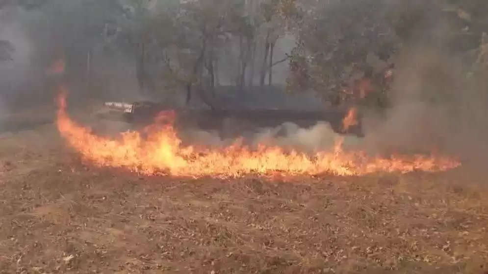 पलवल: गांव में भीषण आग लगने से 2 पशुओं की मौत, हजारों का सामान जलकर राख