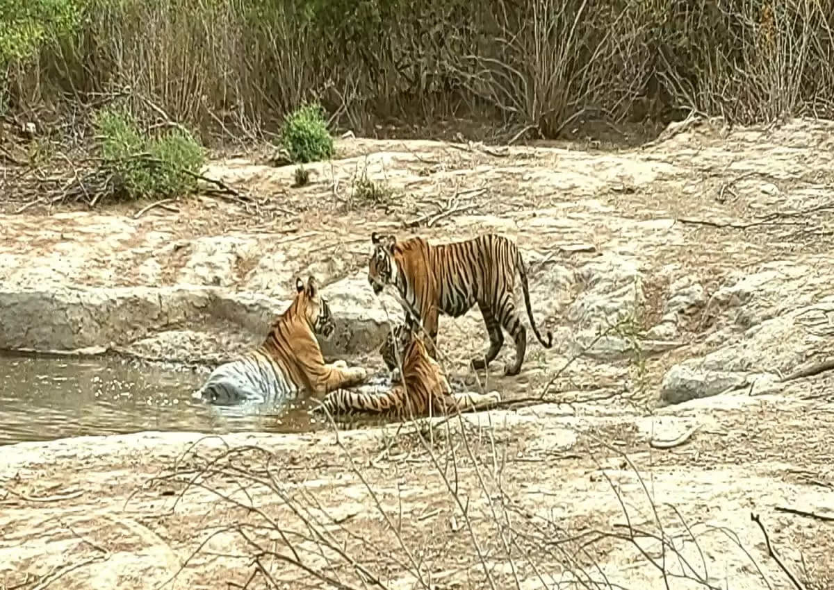 बाघिन एसटी-19 तीन शावकों के साथ आई नजर