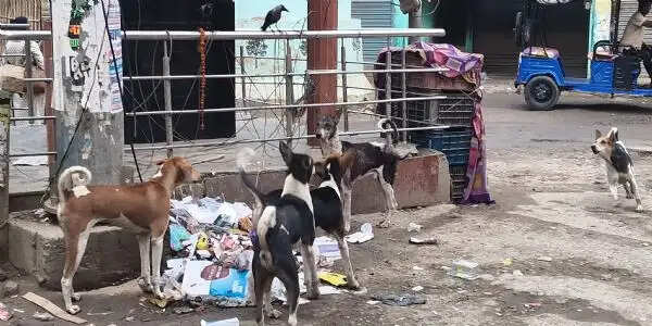 चौक-चौराहों पर आवारा कुत्तों का जमावड़ा, राहगीर बेहाल, मांस-मछली दुकानों के पास सबसे ज्यादा आतंक