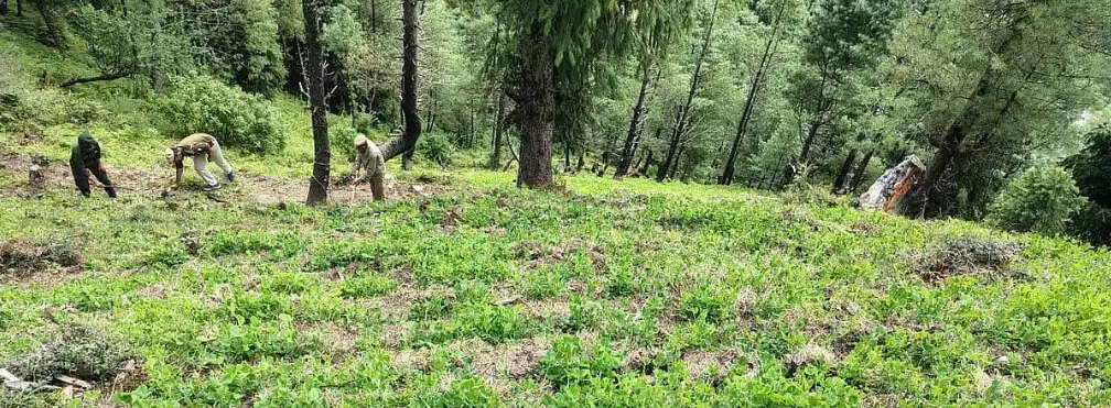 हिमाचल के जंगलों में ग्लाइफोसेट के ज़हर से लिखी जा रही तबाही की इबारत...