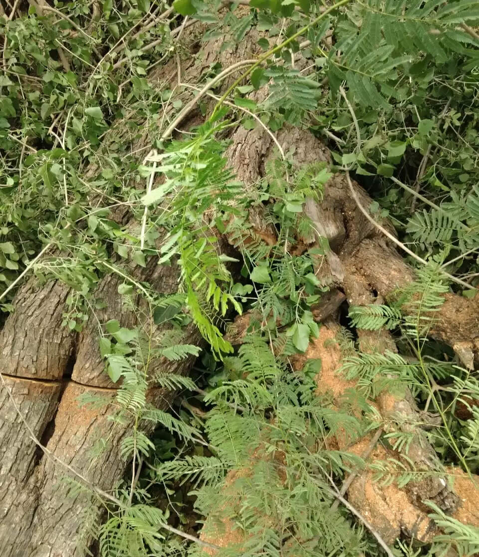 झाबुआ: खेर लकड़ी की कटाई एवं अवैध परिवहन मामले में 3 आरोपी गिरफ्तार