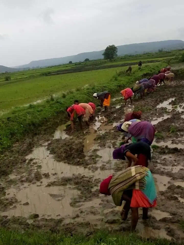 अनूपपुर: सुबह से रुक-रुक कर बूंदाबांदी, पिछले 24 घंटे में .9 इंच बारिश रिकॉर्ड, पिछडी बुआई