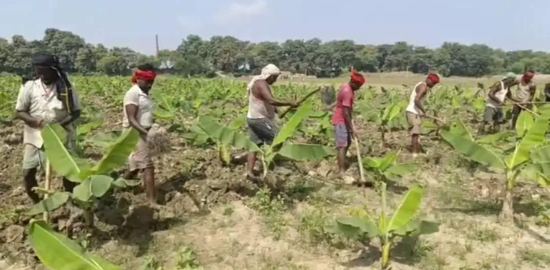 नवगछिया के किसान नए प्रजाति का केला टिसुकल्चर से कर रहे खेती, बढ़ेगी केले की मांग