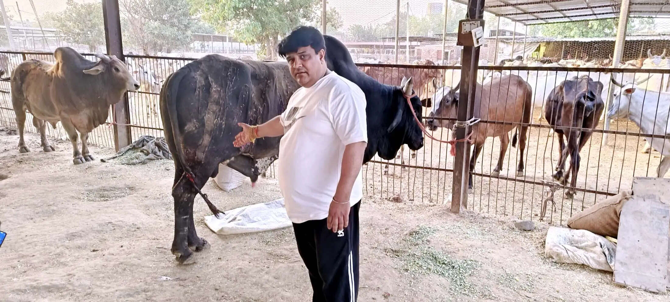 जींद : गोवंशियों पर फैंका तेजाब, एक दर्जन झुलसे