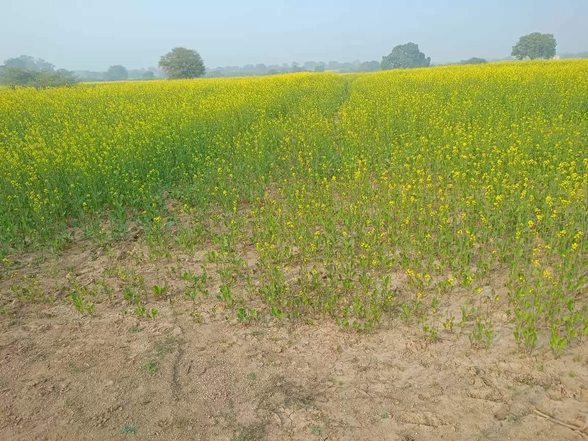 कोहरे के चलते दलहनी और तिलहनी फसलों को नुकसान