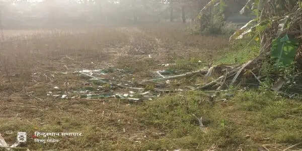 बलरामपुर : रामानुजगंज में तीन हाथियों ने फार्म हाउस में घुसकर फसल रौंदा, 30 क्विंटल गेहूं बर्बाद