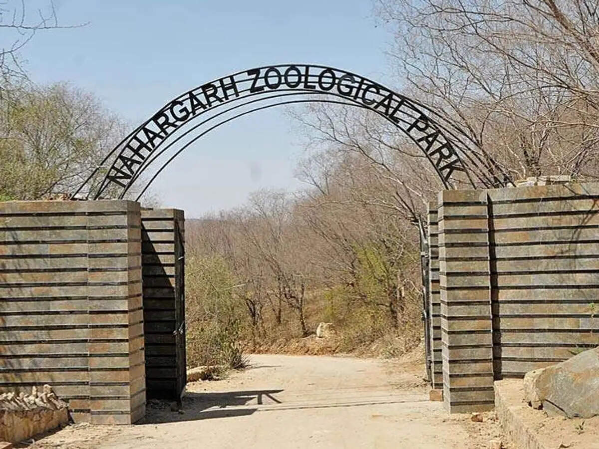 लायन सफारी में जन्मे शावक ने तोड़ा दम: पोस्टमार्टम में ट्रेकिया सिकुड़ने की पुष्टि