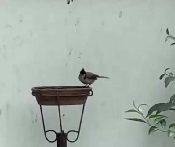 भाजपा सांसद बृजलाल ने पक्षी प्रेम&nbsp;का किया इजहार